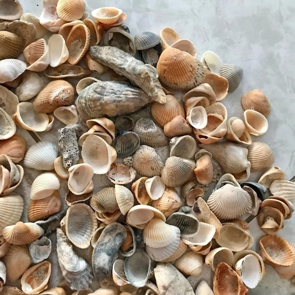 Custom shell bundle — PLEASE READ - Picture 11 of 16